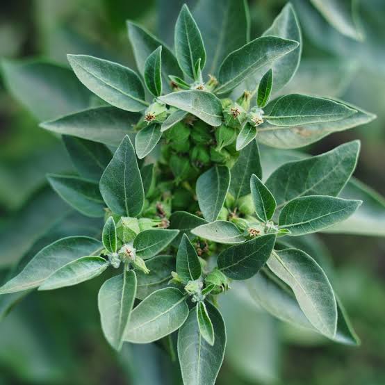 Ashwagandha Plant