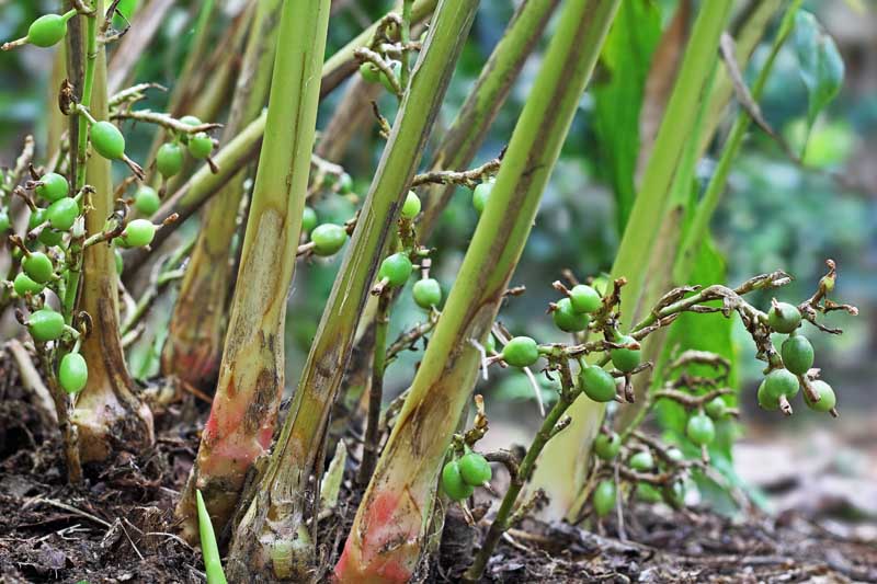 Cardamom Plant