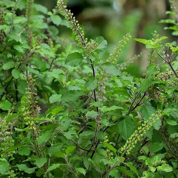 Tulsi Plant