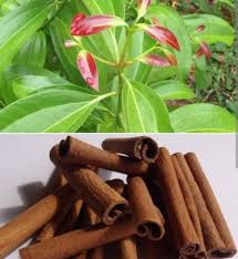 Cinnamon Plant