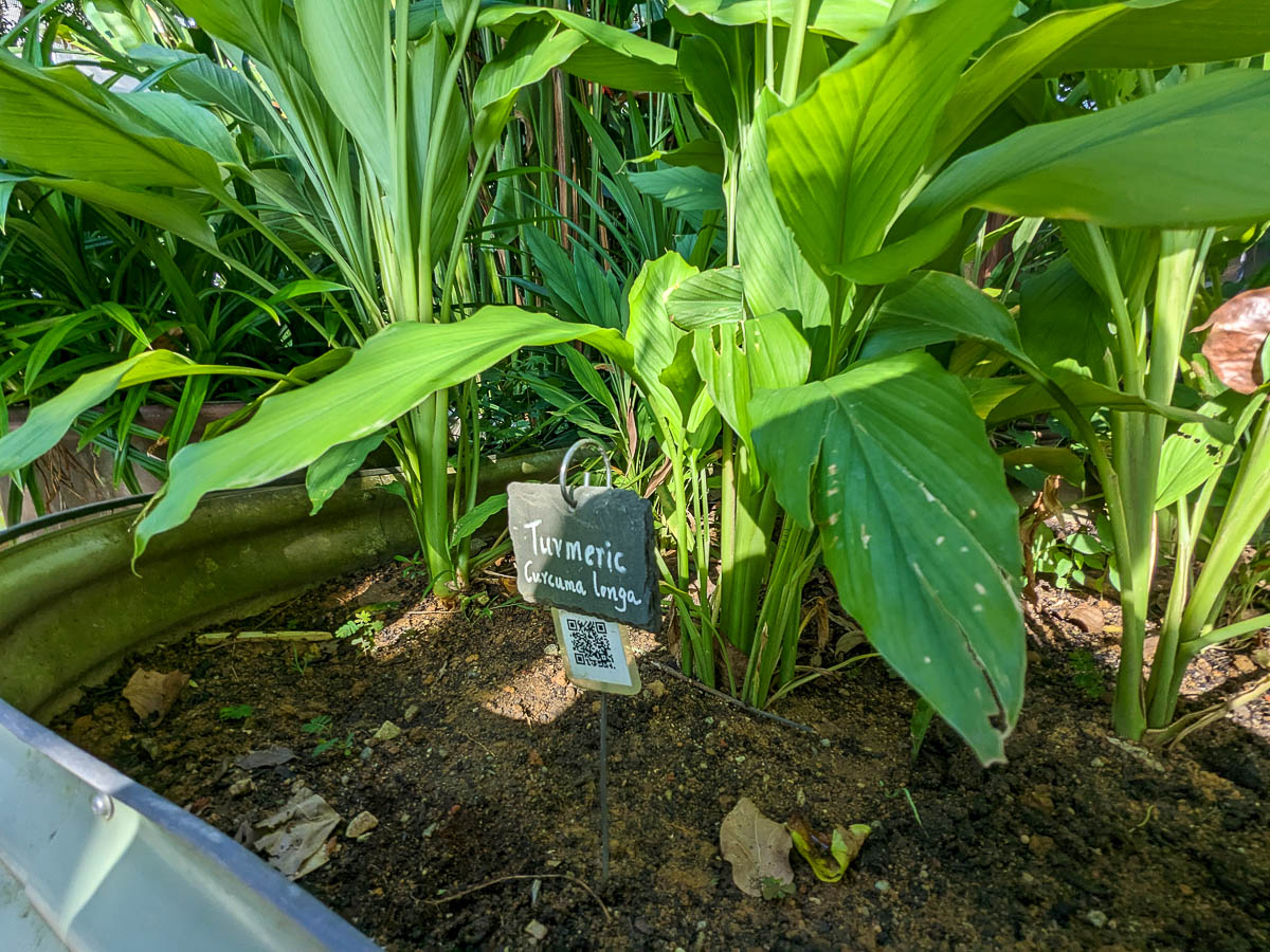 Turmeric Plant